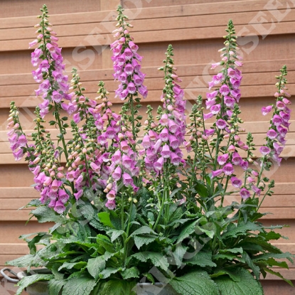 Picture of Digitalis (Foxglove) Bubbly Pink F1